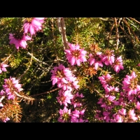 Bruyere couleur de chair - Erica herbacea - Erica Carnea (cv Aurea) (fam Ericacees) (02)